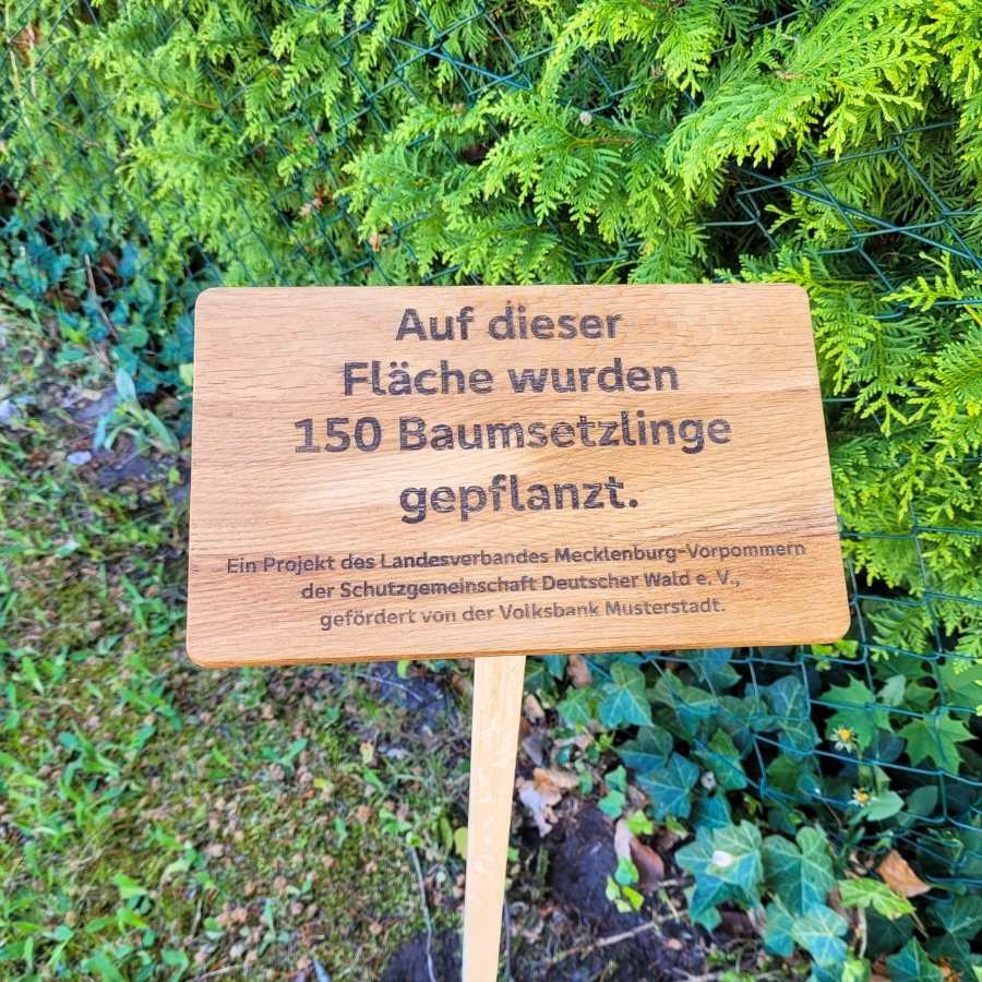 Konifer, Baum, Vegetation, Holz, Visitenkarte